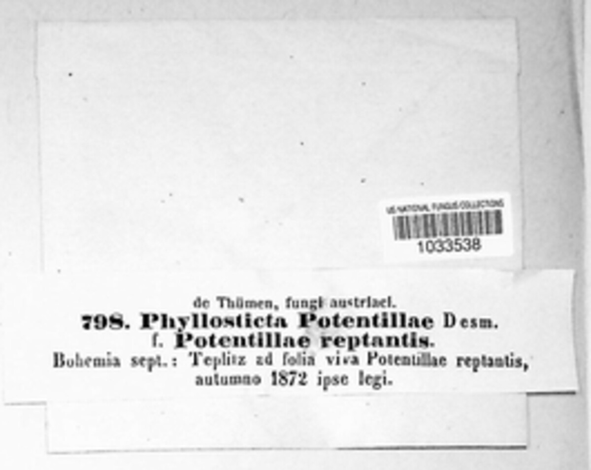 Diplocarpon earlianum image